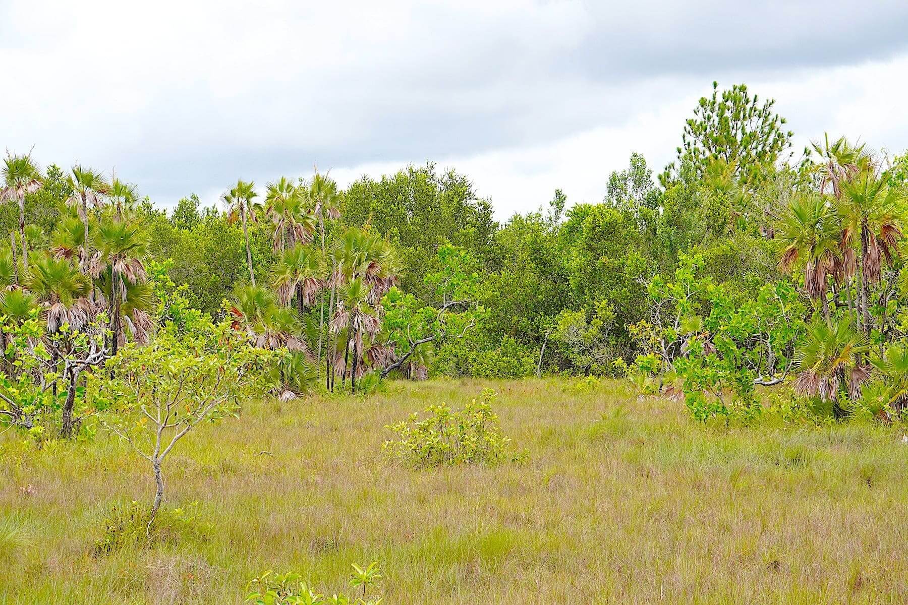 70Acre Property in Northern Burrell Boom Village, BELIZE • Vista Real Estate